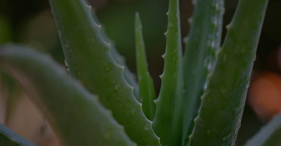 Get Healthy, Abundant Hair with Our Aloe Vera Collection